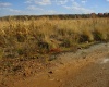 Harare, Haydon Park, ,Land,For Sale,1043