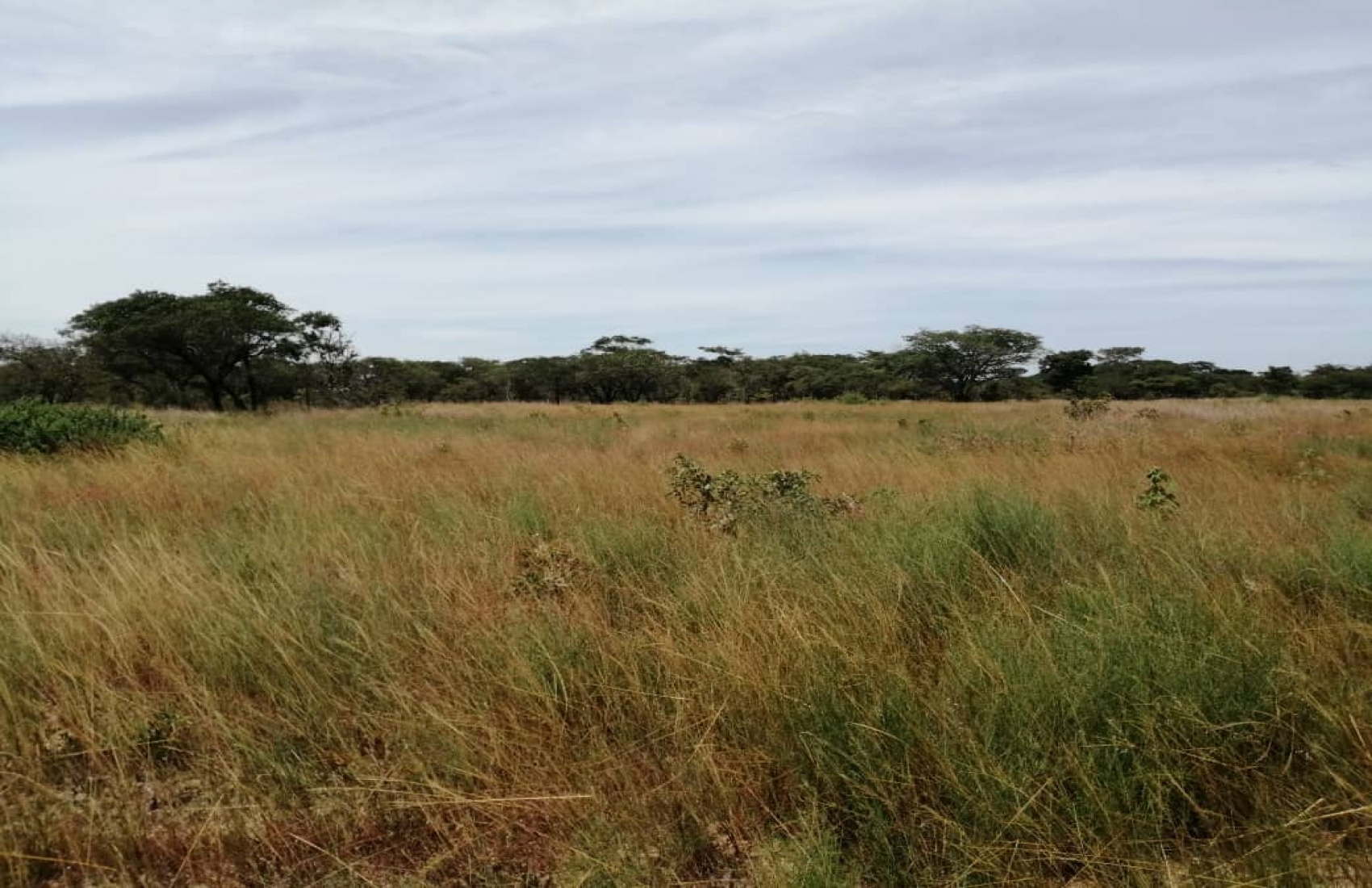 Chivhu, ,Land,For Sale,1046